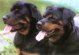 Dos Rottweilers 800 x 600 pxels