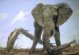Pintura de Elefante 800 x 600 pxels