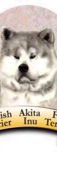 Ver Raza Akita Inu